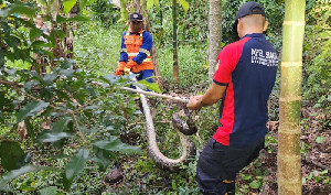 Tim Damkar Aceh Besar Evakuasi Ular Piton 3,5 Meter