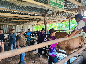 Dinas Pertanian Aceh Besar Gelar Vaksinasi Massal PMK