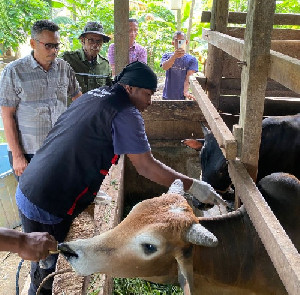 Kendalikan Penyebaran PMK, Tim Satgas Distan Aceh Besar Gencarkan Vaksinasi Ternak