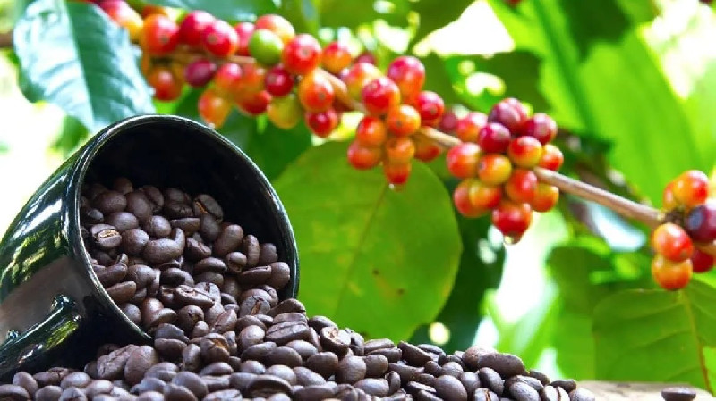 Enam Varietas Kopi Populer di Dunia: Dari Typica Hingga Catuai