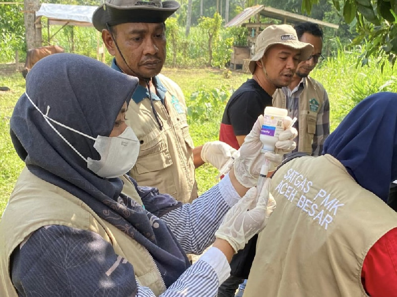 Cegah PMK, Distan Aceh Besar Vaksinasi 25 Ekor Ternak di Baitussalam