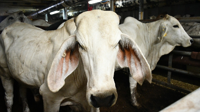 Kurangi Ketergantungan Impor Daging, 200 Sapi Indukan asal Australia Tiba di Indonesia