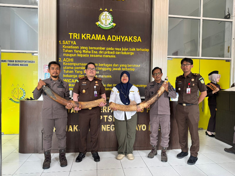 Kejari Gayo Lues Serahkan Gading Gajah Sitaan ke BKSDA Aceh