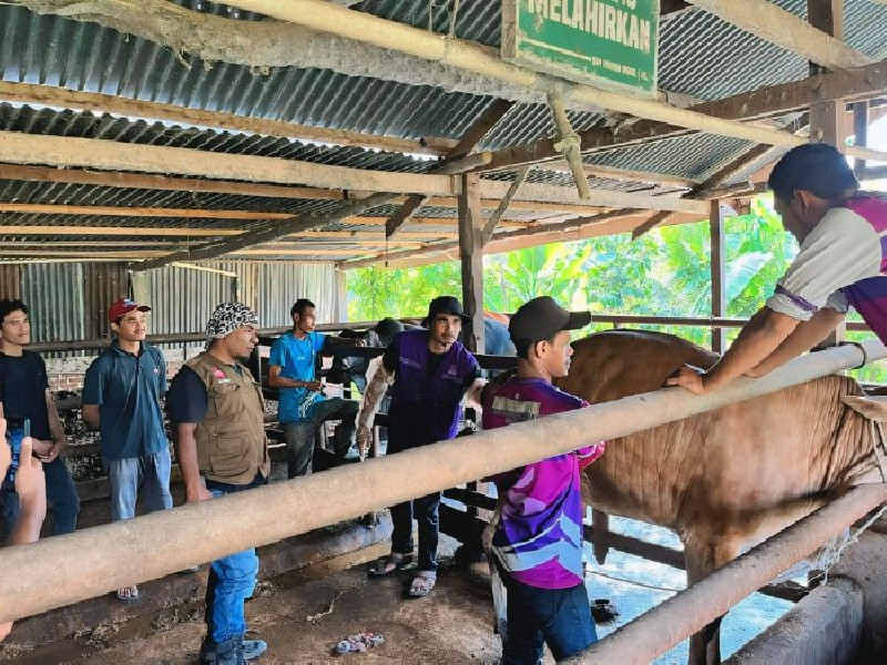 Target 1.000 Sapi di Aceh Besar Divaksin PMK, Hari Keempat Capai 600 Ekor