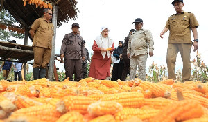 Awal 2025, Produksi Jagung Pipilan Aceh Diproyeksi 12,211 Ton