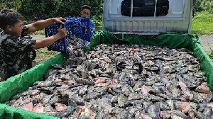 Produksi Perikanan Budi Daya Digenjot untuk Penuhi Kebutuhan Ramadan hingga Lebaran