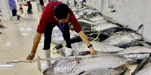 Penangkapan Tuna Sirip Biru Selatan Wajib Penuhi Kaidah RFMO