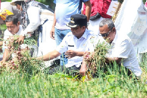 Dukung Ketahanan Pangan, Pj Walikota Sabang Panen Bawang Bersama Petani