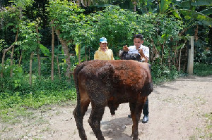 Program Penggemukan Sapi, Distan Aceh Besar Dorong Peternak Beralih ke Metode Modern