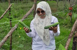 Distan Aceh Besar Komit Perkuat Ketahanan Pangan melalui Pekarangan Rumah