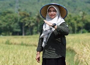 Distan Aceh Besar Ajak Petani Untuk Budidaya Kacang Koro Pedang