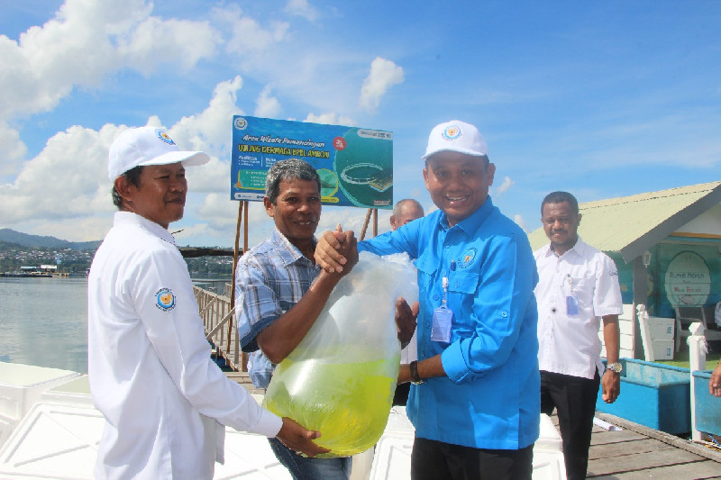 KKP Pastikan Stok Ikan Kakap Putih Aman hingga Lebaran