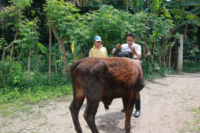 Program Penggemukan Sapi, Distan Aceh Besar Dorong Peternak Beralih ke Metode Modern