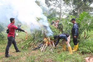 Korem 011 LW Temukan dan Musnahkan 4 Hektar Ganja