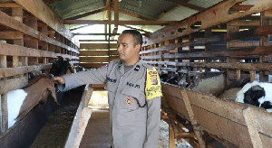 Aipda Teuku Abdullah: Kisah Sukses Bhabinkamtibmas Aceh Beternak Kambing Etawa
