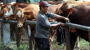 Mana yang Lebih Kolesterol: Daging Kambing atau Daging Sapi?