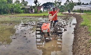 Wujudkan Lumbung Pangan, Aceh Besar Mulai Garap Tanam Gadu
