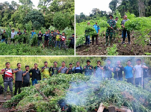 Tempuh Medan Terjal, TNI Kodim 0113/Gayo Lues Musnahkan 3 Hektar Tanaman Ganja