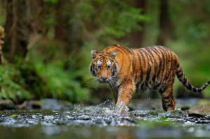 Harimau Kembali Terkam Seekor Sapi di Aceh Timur