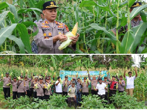 Panen Raya Jagung Bonanza, Kapolres Sabang Apresiasi Sinergi Petani dan Polisi