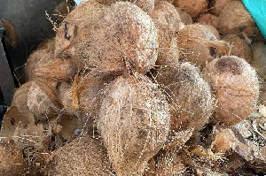 Kelangkaan Kelapa Ancam Kesejahteraan Petani dan Industri