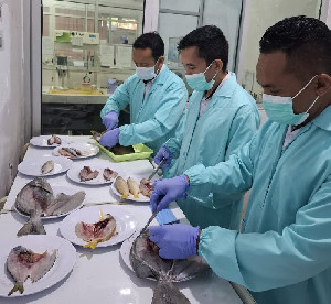 Ikan Hasil Bom Tidak Layak Konsumsi, Organ Dalam Hancur dan Daging Lunak