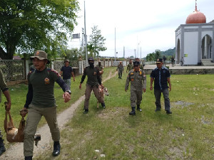 Jalan Raya Bukan Kandang! Satpol PP-WH Aceh Jaya Amankan 20 Kambing Liar