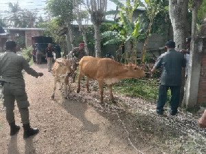 Satpol PP dan WH Aceh Besar Amankan Dua Ekor Sapi Liar
