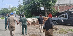 9 Ekor Sapi Liar di Darul Imarah Aceh Besar Diamankan