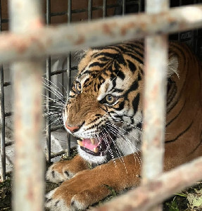 Masyarakat Gayo Lues Resah Pelepasan Harimau Sumatera “Senja”, Ini Penjelasan Pengelola TNGL