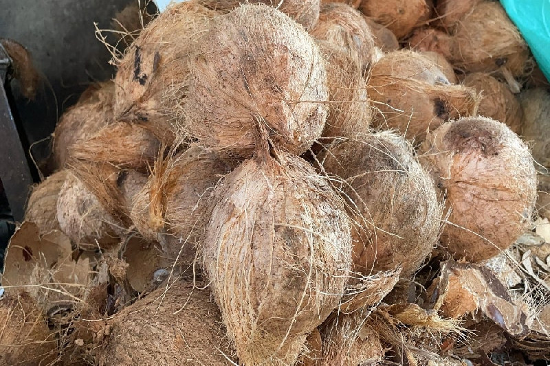 Kelangkaan Kelapa Ancam Kesejahteraan Petani dan Industri