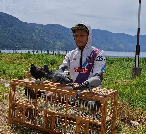 Tradisi Lomba Merpati Kolong Tetap Hidup di Aceh Tengah, Digelar 21-22 Juni 2025