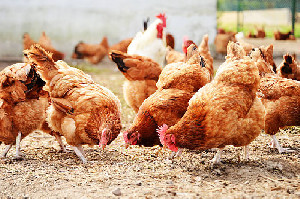 Cegah Harga Terjun Bebas, Pemerintah Tetapkan HPP Ayam Hidup Rp18.000/kg