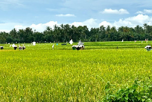 BPS: Produksi Beras Tembus 21,76 Juta Ton hingga Juli 2025