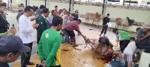 Momen Idul Adha 1446 H, Kanwil Kemenag Aceh Sembelih 10 Ekor Sapi