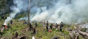 Terungkap 25 Hektare Ladang Ganja di Aceh, Pemilik Masih DPO