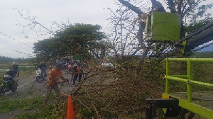 DLH Aceh Besar Potong Dahan Pohon Retak di Kuta Cot Glie