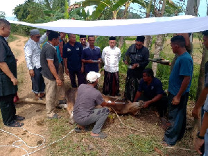 Pemkab Aceh Jaya Serahkan 8 Ekor Sapi Kurban di Masjid Agung Baitul Izzah