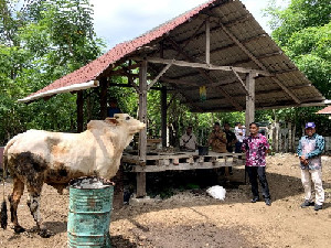 Sabang Terima Dua Sapi Kurban dari Presiden Prabowo