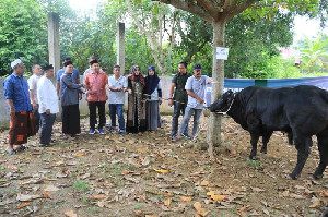 Walikota Lhokseumawe Serahkan Sapi Kurban Bantuan Presiden ke Masjid Syura Kandang