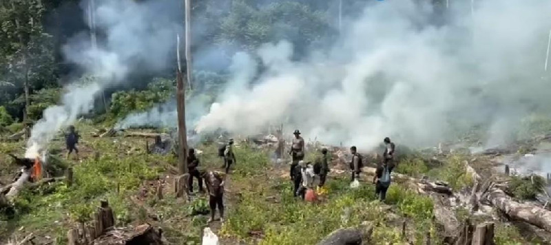 Terungkap 25 Hektare Ladang Ganja di Aceh, Pemilik Masih DPO