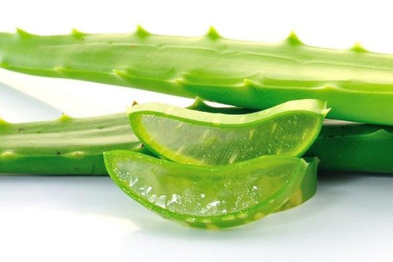 Tak Hanya untuk Kulit, Ini 4 Manfaat Lain Aloe Vera bagi Kesehatan