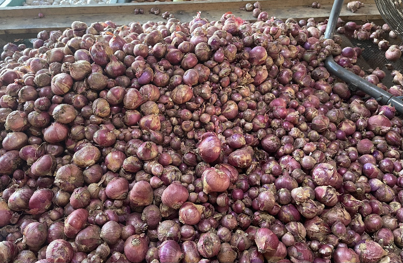 Harga Bawang Merah di Pasar Almahirah Tembus Rp60 Ribu per Kg