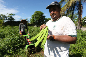 Kacang Koro Pedang, Solusi Pangan Lokal yang Siap Gantikan Kedelai Impor di Aceh