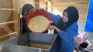 Mengintip Pembuatan Tempe Berbahan Kacang Koro Pedang di Aceh