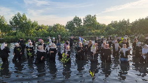 Hari Manggrove Sedunia 2025, Pemuda Banda Aceh Tanam Mangrove di Lampulo