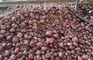Harga Bawang Merah di Pasar Almahirah Tembus Rp60 Ribu per Kg