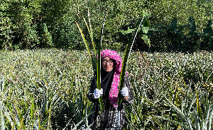 Mengolah Pelepah Nanas Jadi Cuan