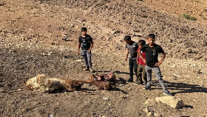 Serangan Israel Makin Brutal, Bocah Palestina Ditembak Mati Ditengah Perampasan Tanah