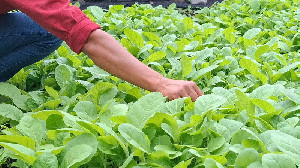 Permintaan Tembakau Gayo Meningkat, Aceh Tengah Genjot Produksi Hingga 1.000 Hektare